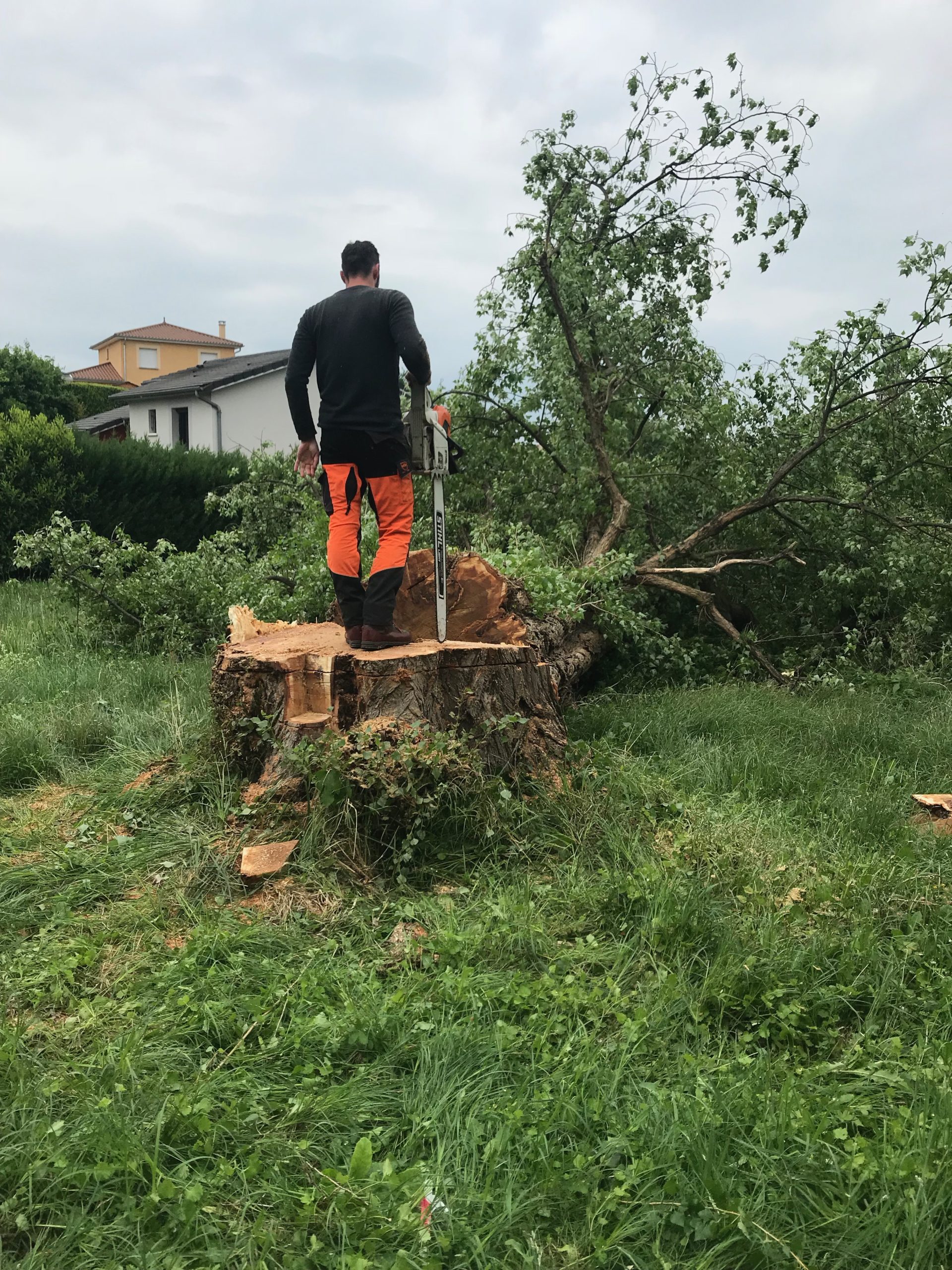 Comment abattre un arbre à la verpillère