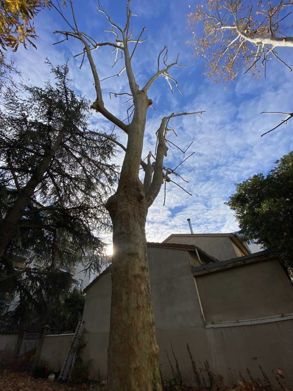 elagage arbre saint savin