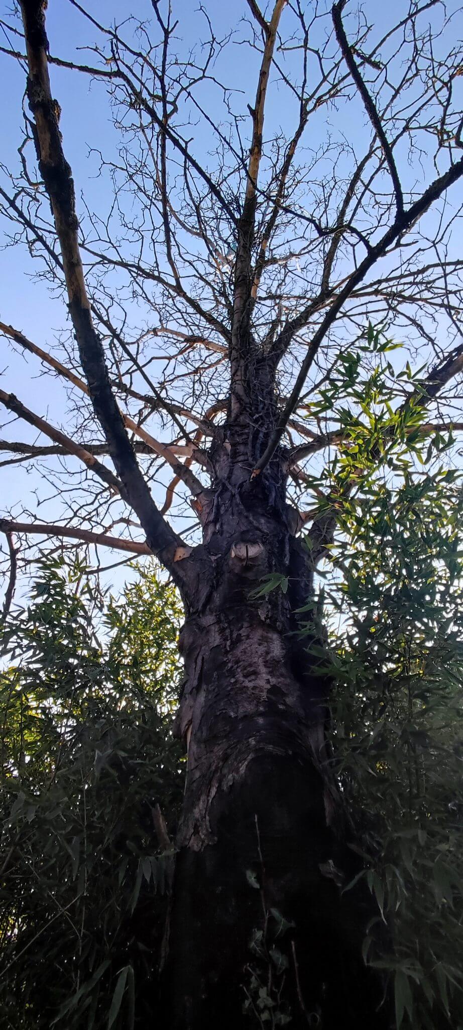 arbre-chene-demontage