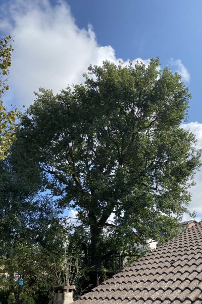 taille d'allègement