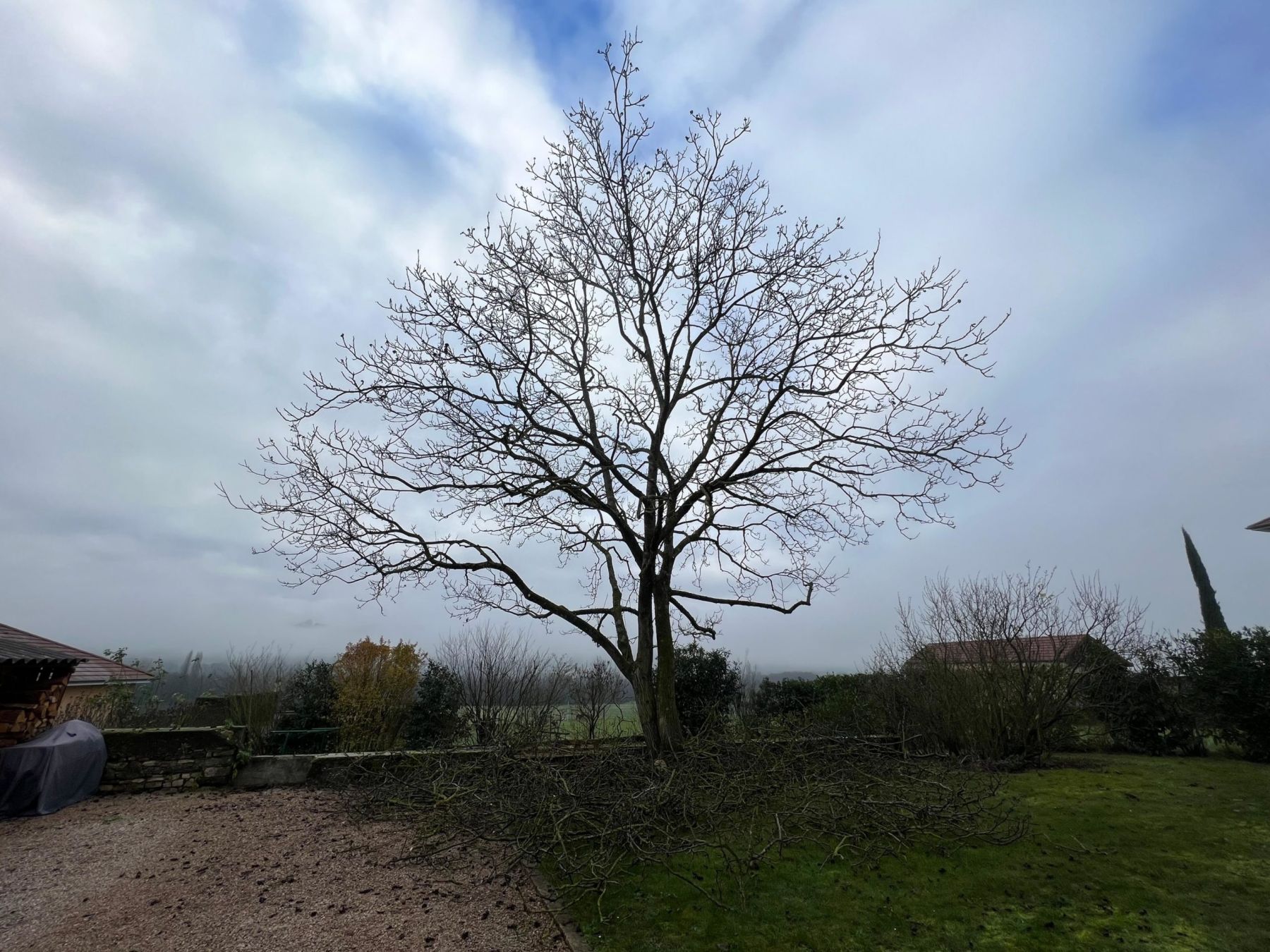 Couper arbre Crémieu