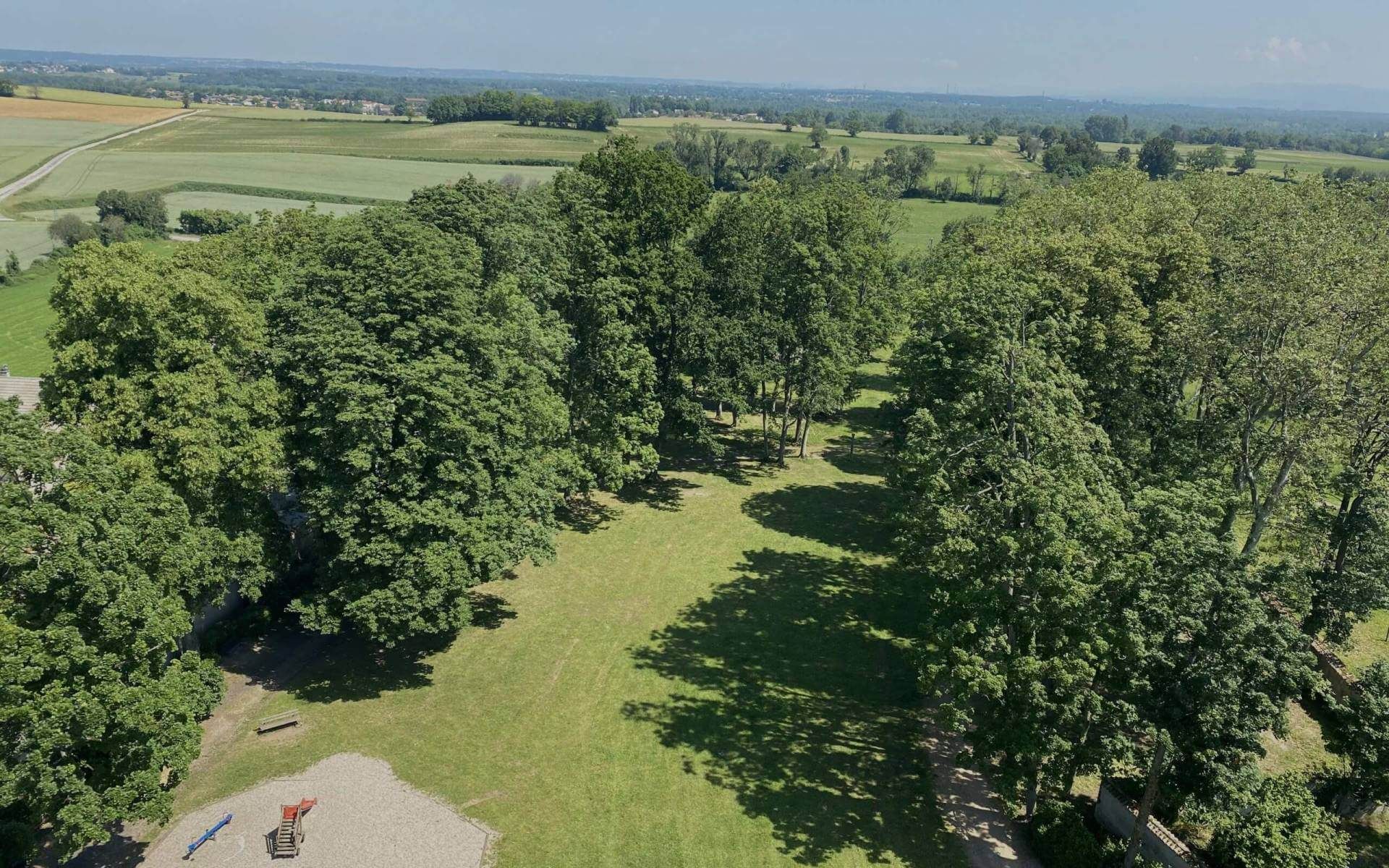 Élagage, taille, entretien d'arbre à Saint-Savin