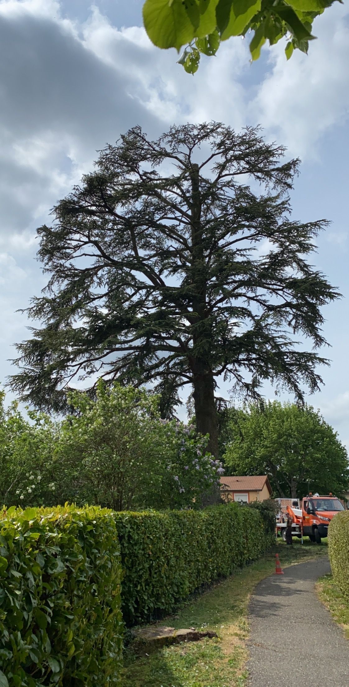 taille adaptation arbre