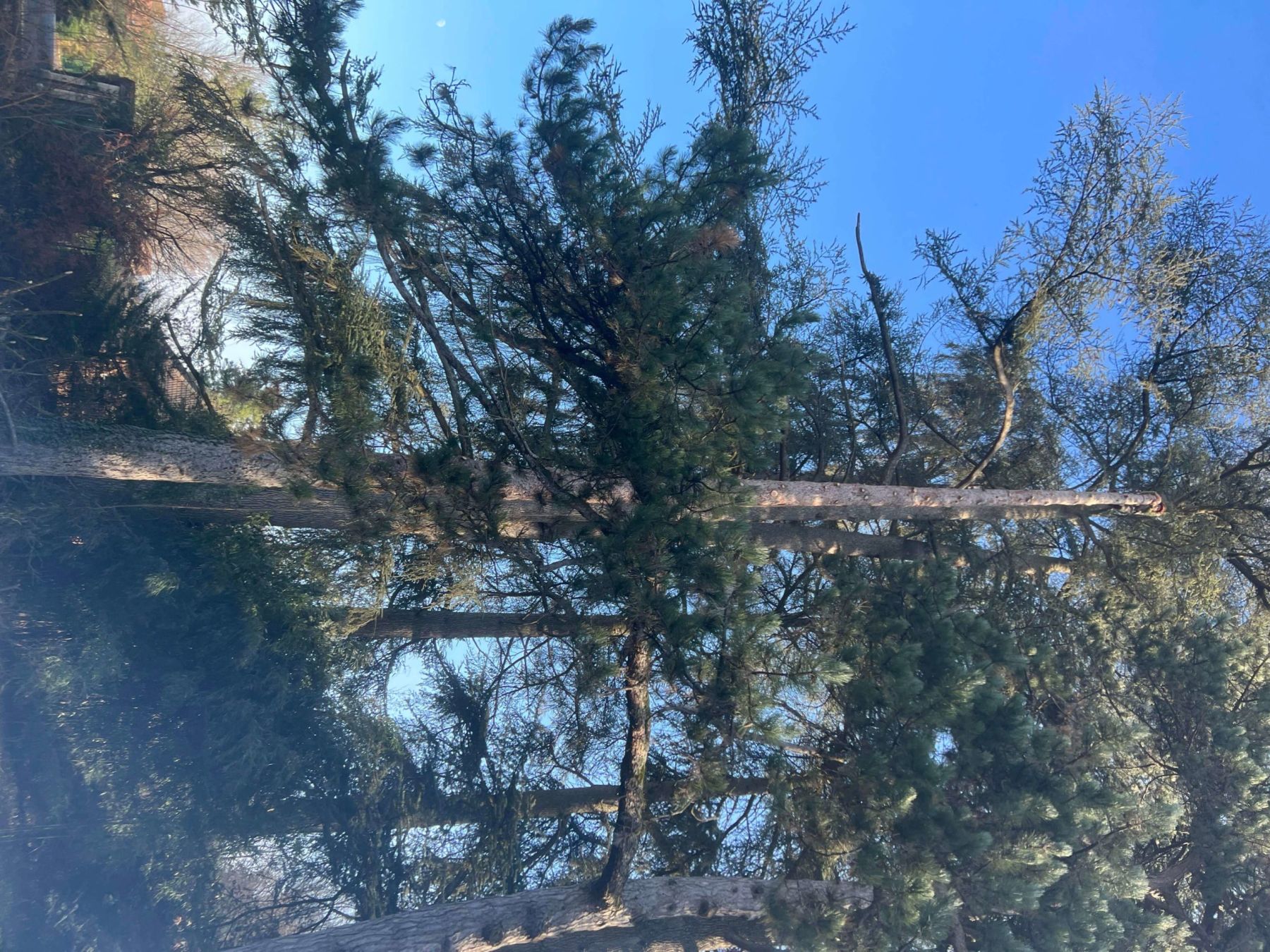 couper arbre Saint Savin