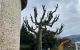 Couper, tailler, élaguer arbre Villefontaine