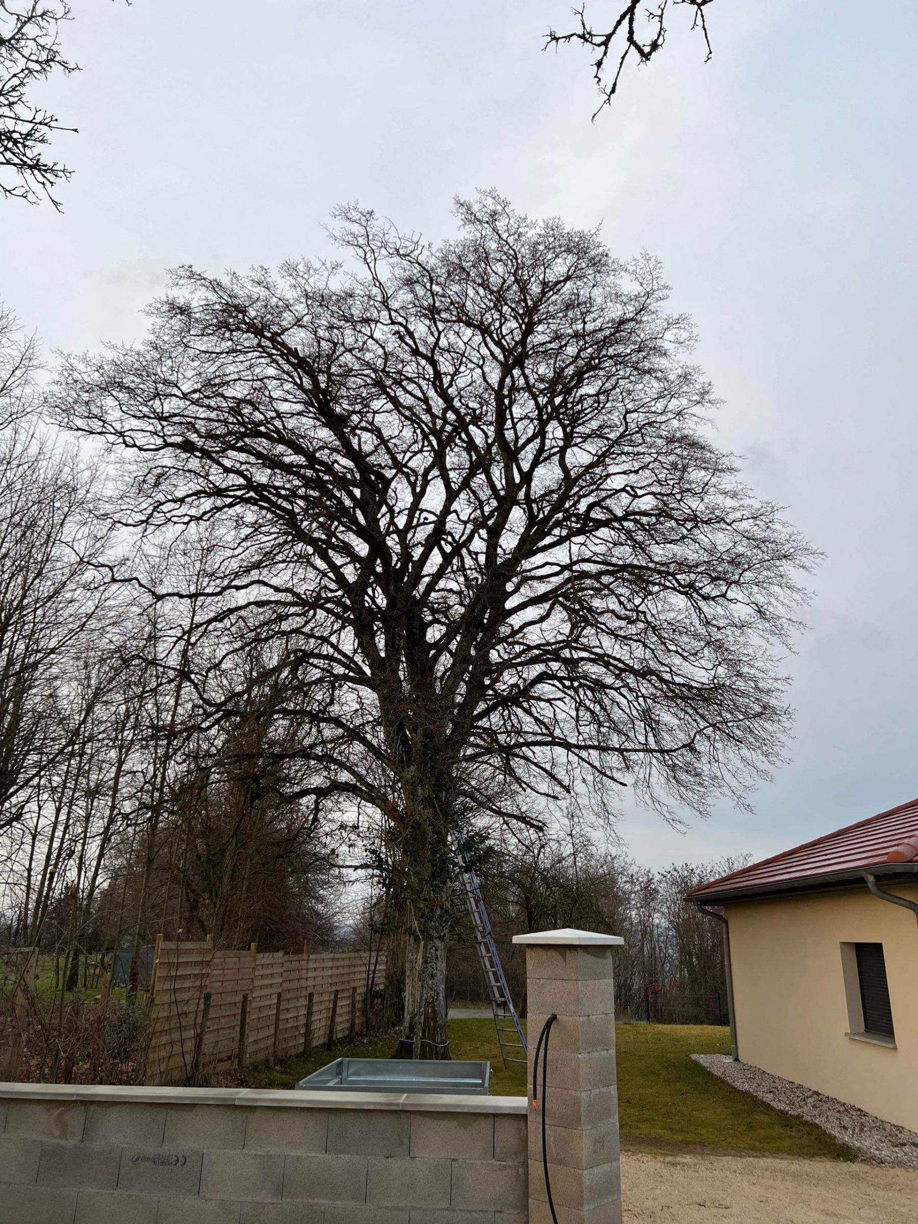 Tailler haies La Verpillière