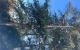 couper arbre Saint Savin