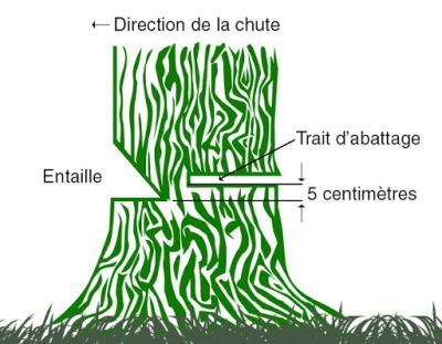 Abattage d'arbre, étapes