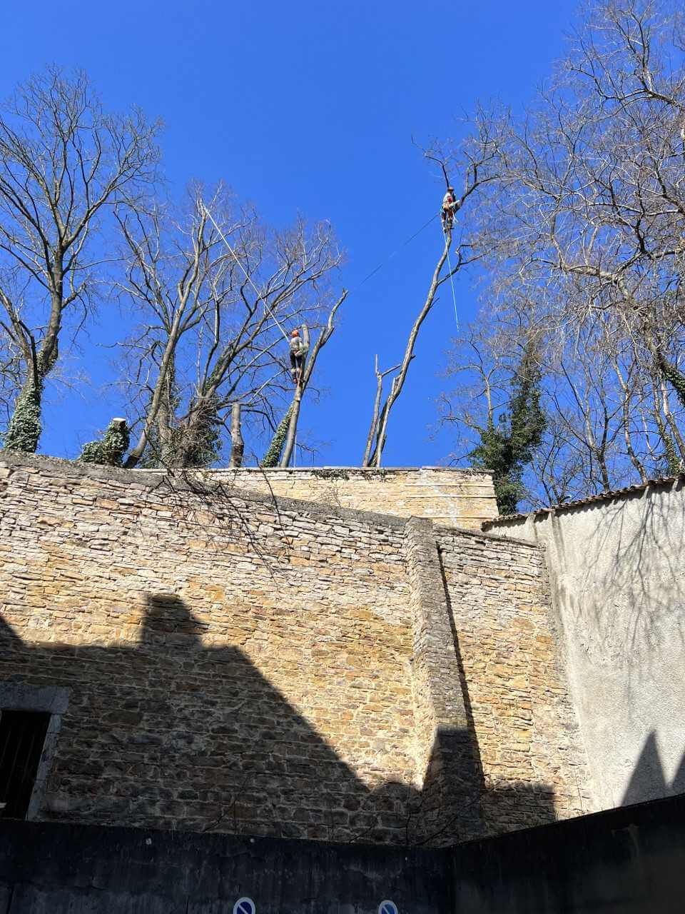 Tailler arbre Villefontaine