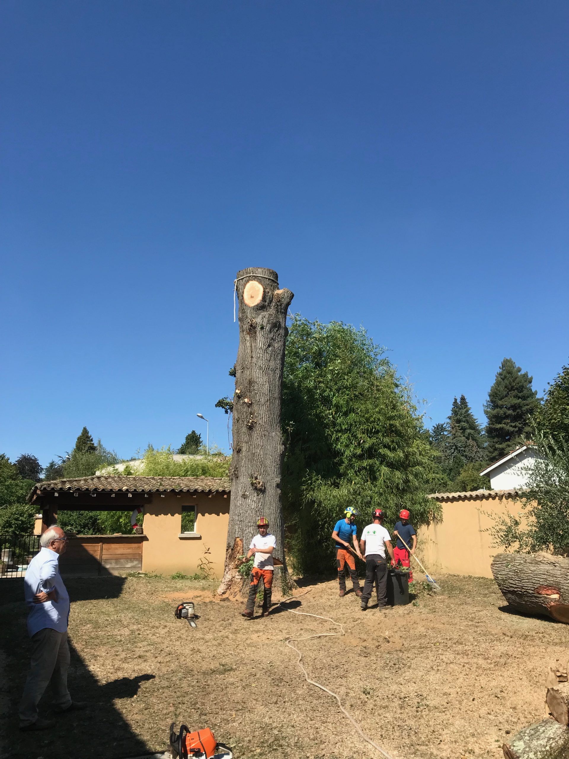Démontage chêne centenaire ayant champignon racinaire