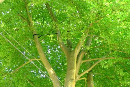 Haubanage-arbres