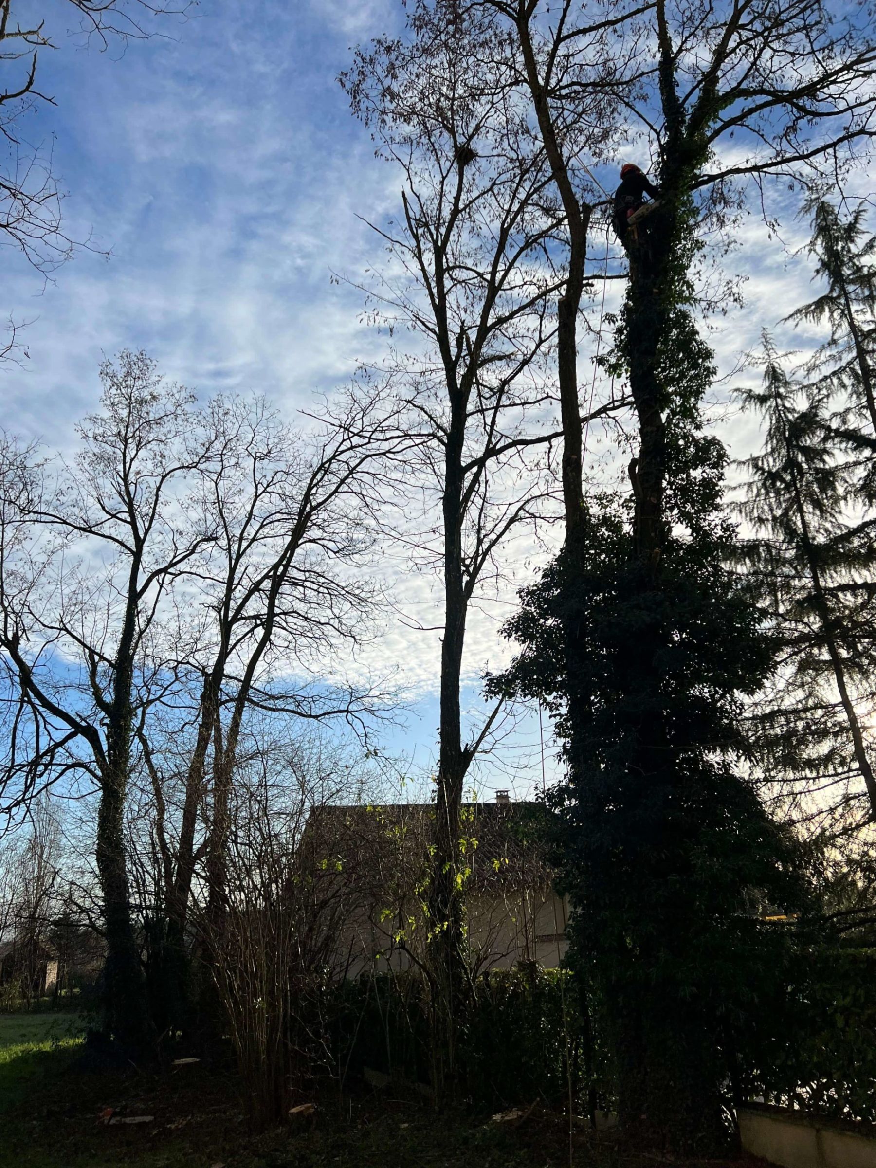 Nettoyage, élagage à Saint-Savin