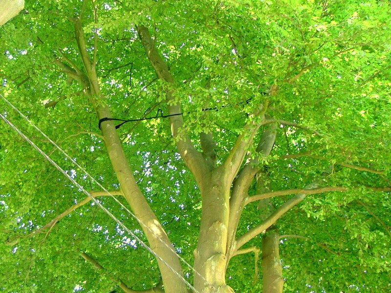 Haubanage-arbres