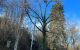 couper arbre La Verpillière