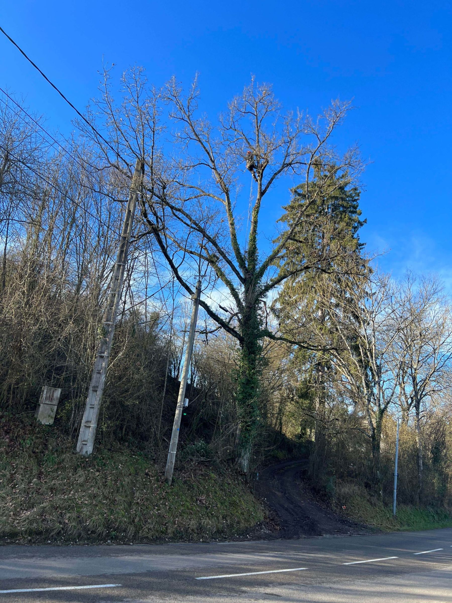couper arbre La Verpillière