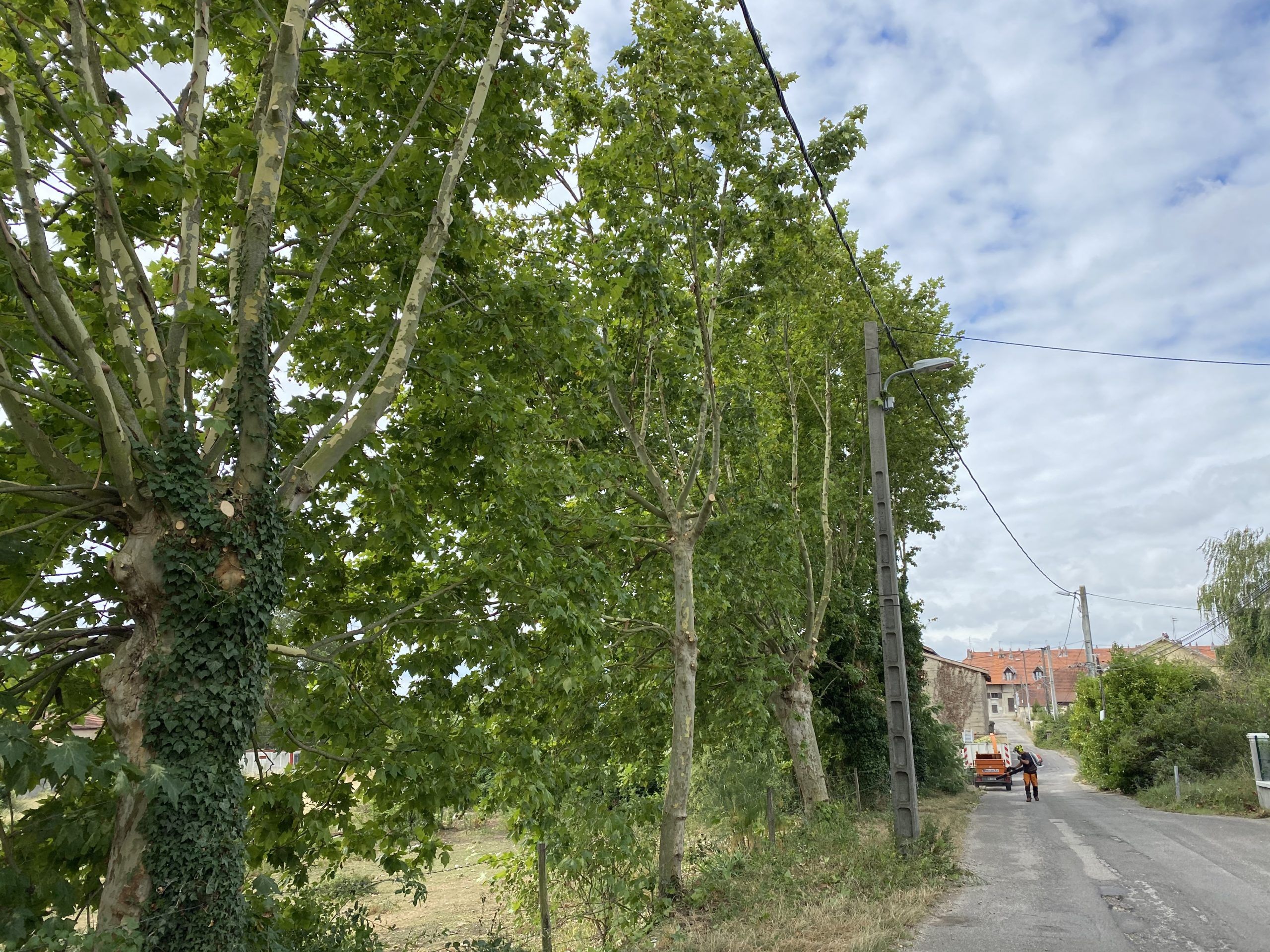 elagage, taille adaptation