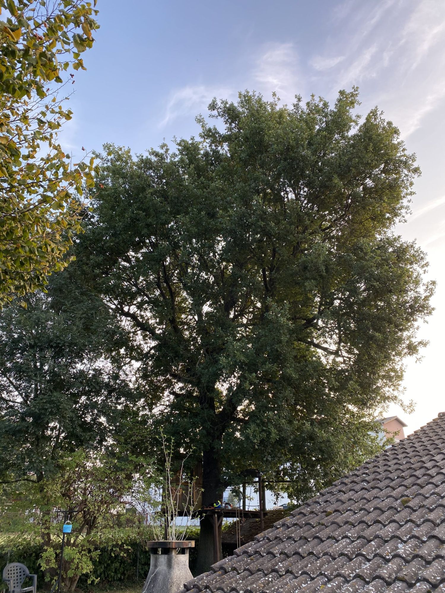 taille allegement entretien arbre